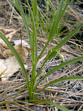 Image of Howell's silverpuffs