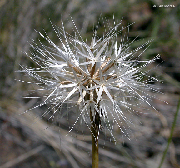 Image of Howell's silverpuffs