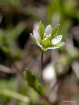 صورة <i>Minuartia pusilla</i>