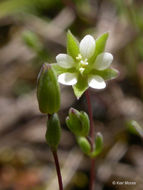 Image of <i>Minuartia pusilla</i>