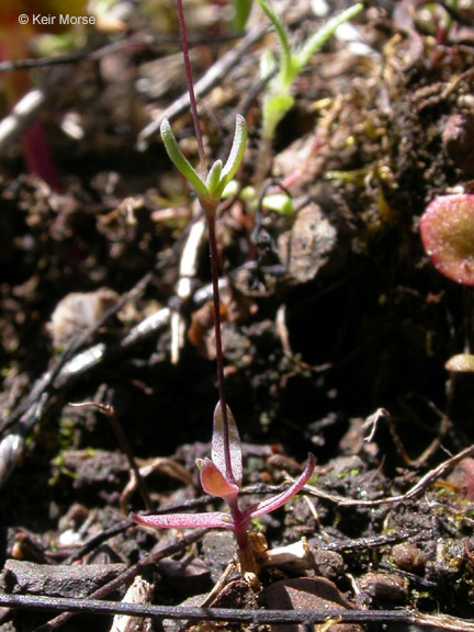 Image of <i>Minuartia pusilla</i>