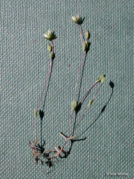 Image of <i>Minuartia pusilla</i>