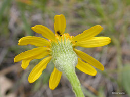 صورة Packera hesperia (Greene) W. A. Weber & Á. Löve