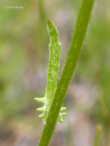 صورة Packera hesperia (Greene) W. A. Weber & Á. Löve