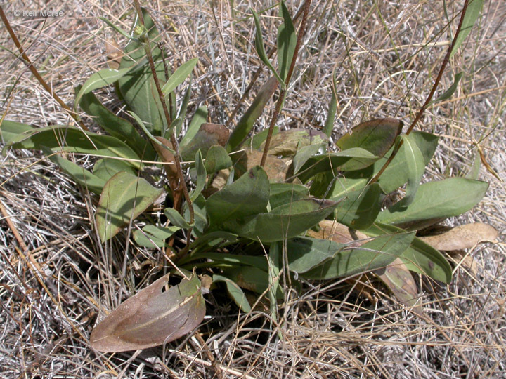 Image of clustered goldenweed