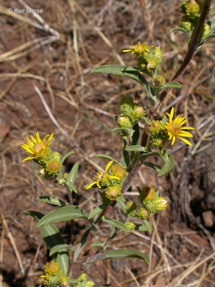 Image of clustered goldenweed