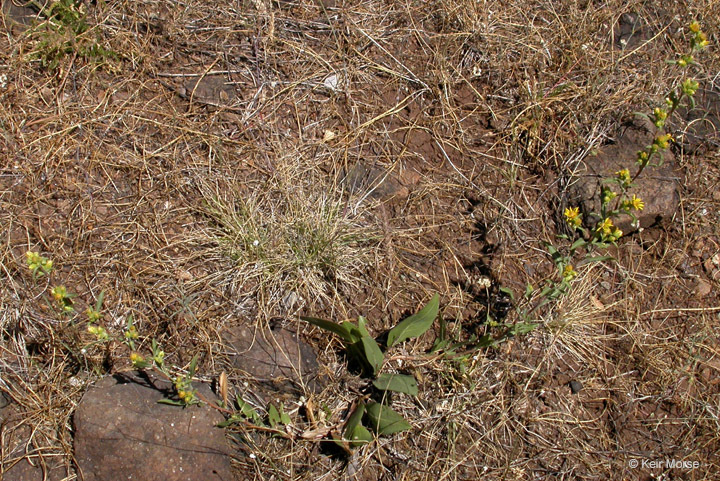 Image of clustered goldenweed