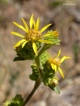 Image of clustered goldenweed