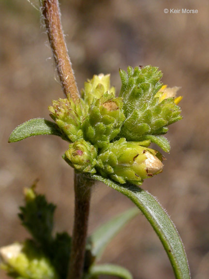 Image of clustered goldenweed