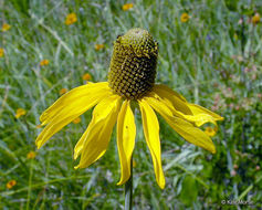 Image of Waxy Coneflower