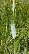 Image of Waxy Coneflower