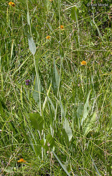 Image of Waxy Coneflower