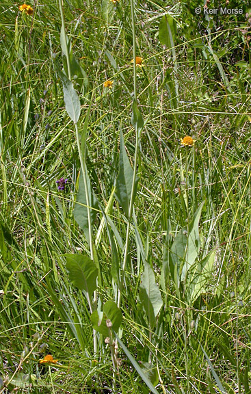 Plancia ëd Rudbeckia glaucescens Eastw.