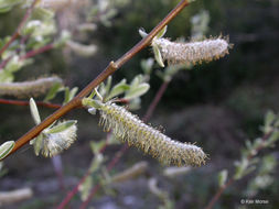 Image of arroyo willow