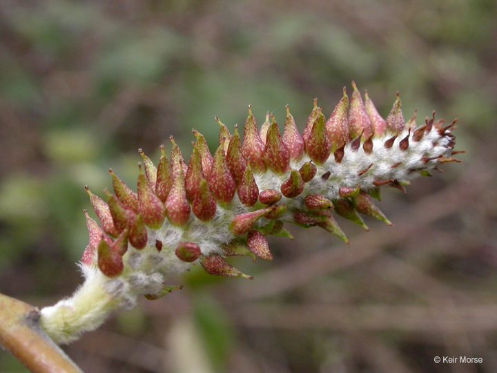 Salix lasiolepis Benth. resmi