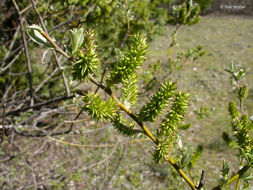 Salix lasiolepis Benth. resmi