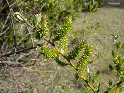 Image of arroyo willow