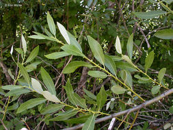 Image of arroyo willow