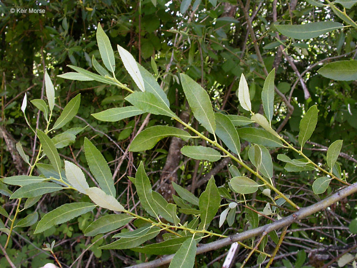 Salix lasiolepis Benth. resmi