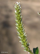 Sivun Salix sitchensis Sanson ex Bong. kuva