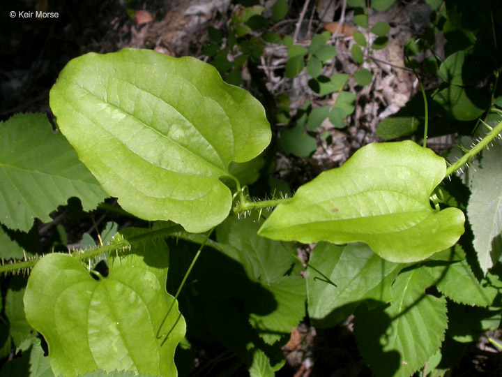 Smilax californica (A. DC.) A. Gray resmi