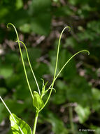 Image de Smilax californica (A. DC.) A. Gray