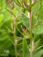 Слика од Triphysaria pusilla (Benth.) T. I. Chuang & L. R. Heckard