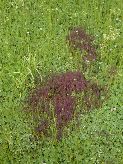 Image of dwarf owl's clover