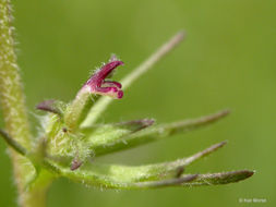 Слика од Triphysaria pusilla (Benth.) T. I. Chuang & L. R. Heckard