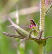 Image of dwarf owl's clover