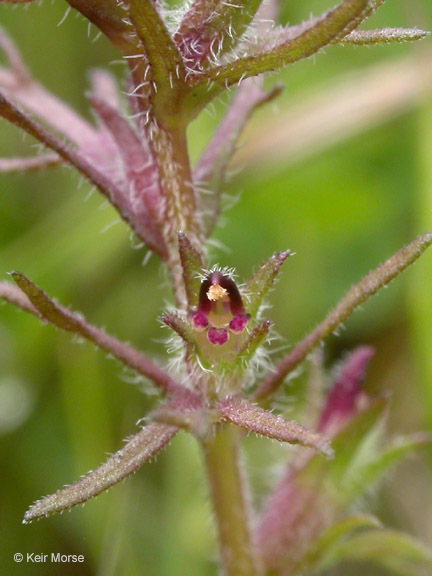 Слика од Triphysaria pusilla (Benth.) T. I. Chuang & L. R. Heckard