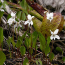 صورة Viola primulifolia var. occidentalis A. Gray