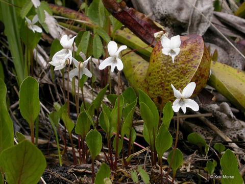 Image of bog white violet