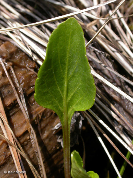 Viola primulifolia var. occidentalis A. Gray resmi