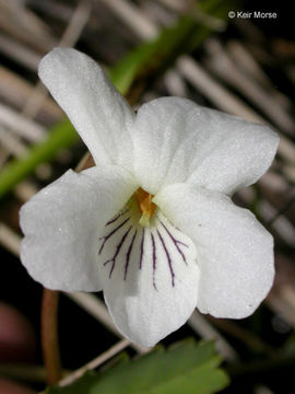 Image of bog white violet