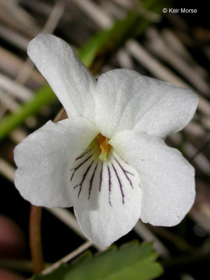 Viola primulifolia var. occidentalis A. Gray resmi