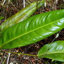 Anthurium longipes N. E. Br.的圖片