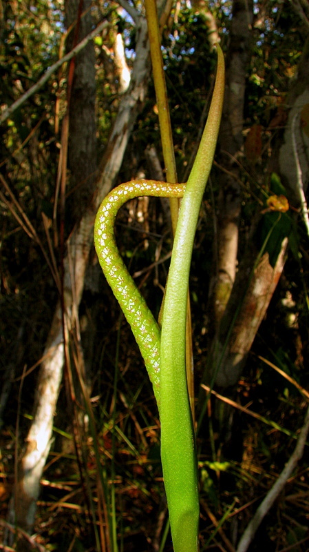 Image of Anthurium longipes N. E. Br.