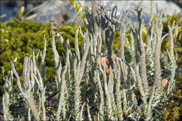 Image of cup lichen