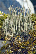 Image of cup lichen