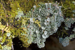 Image of cup lichen