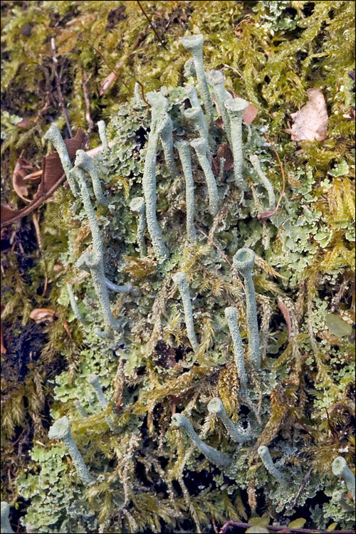 Image of cup lichen