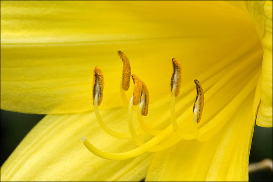 Image of lemon day-lily