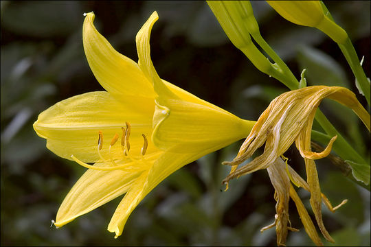 Image of lemon day-lily