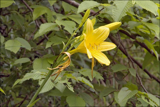 Слика од Hemerocallis lilioasphodelus L.