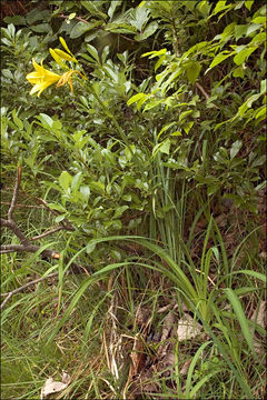 Image of lemon day-lily