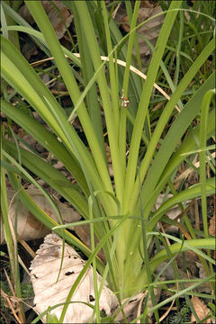 Слика од Hemerocallis lilioasphodelus L.