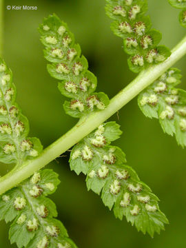 Image of <i>Athyrium filix-femina</i> var. <i>cyclosorum</i>