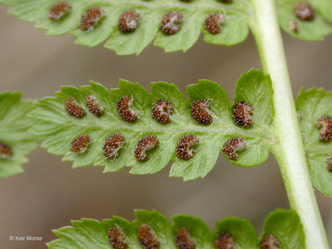 Image of <i>Athyrium filix-femina</i> var. <i>cyclosorum</i>