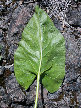 Image of deltoid balsamroot